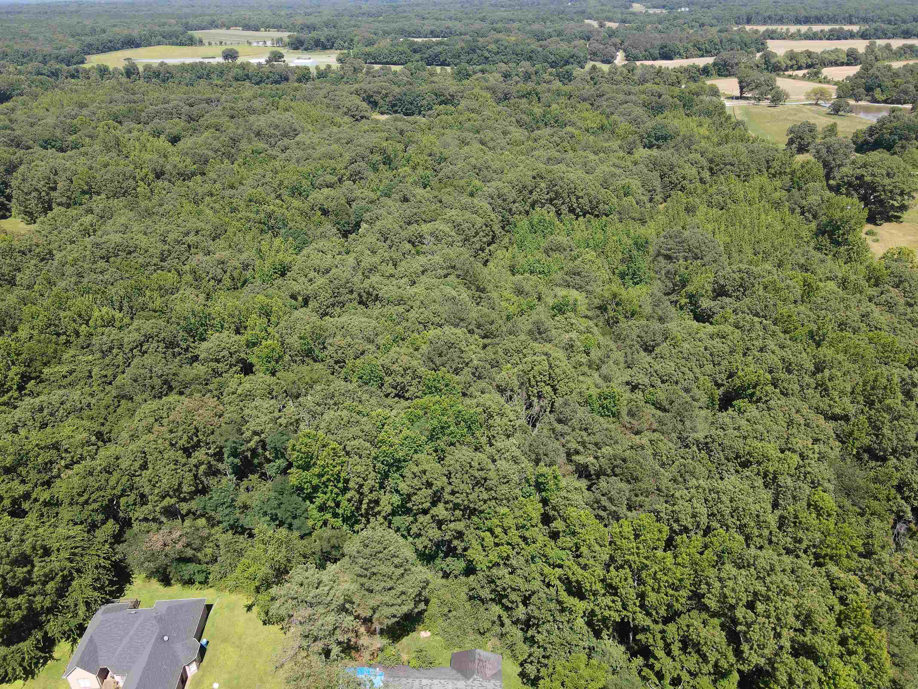 a view of a forest with a street