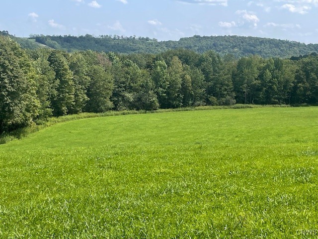 Open field before the wooded area