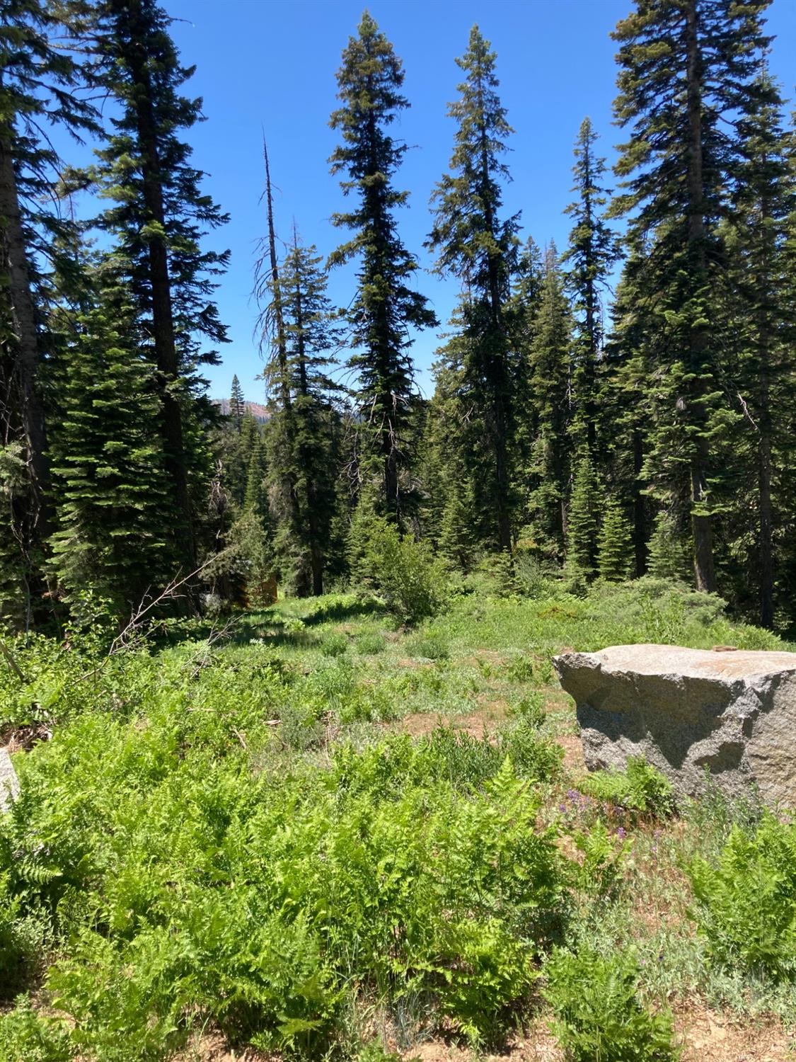 a view of a garden with trees