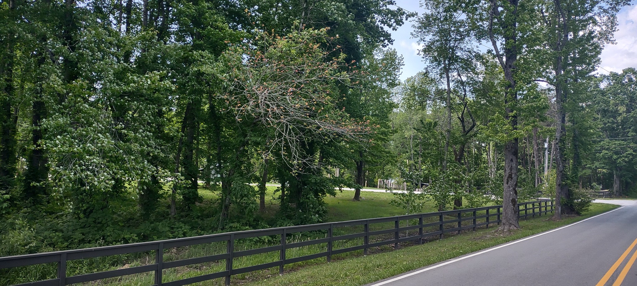 a view of a yard with a trees