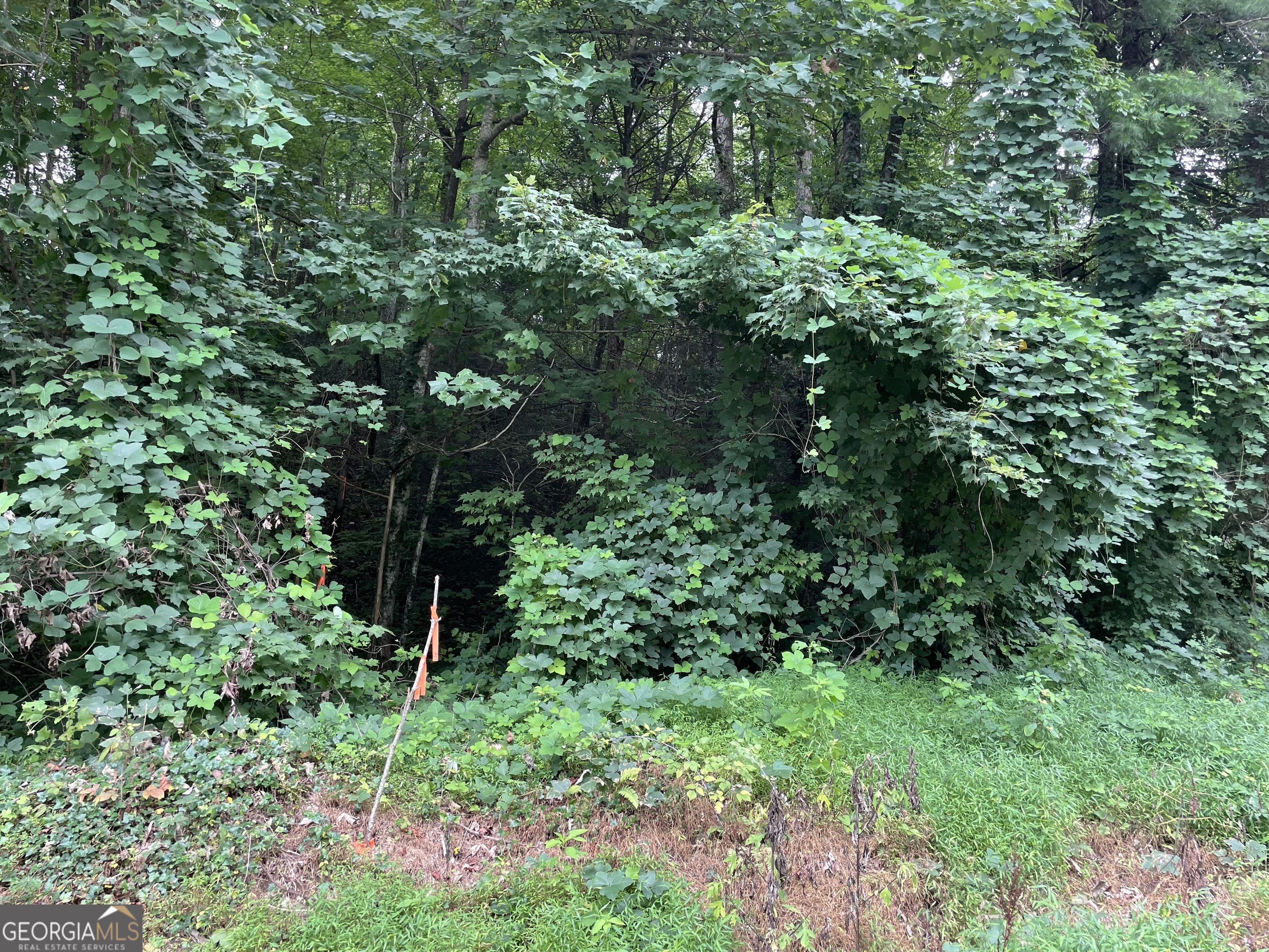 a view of a garden with plants