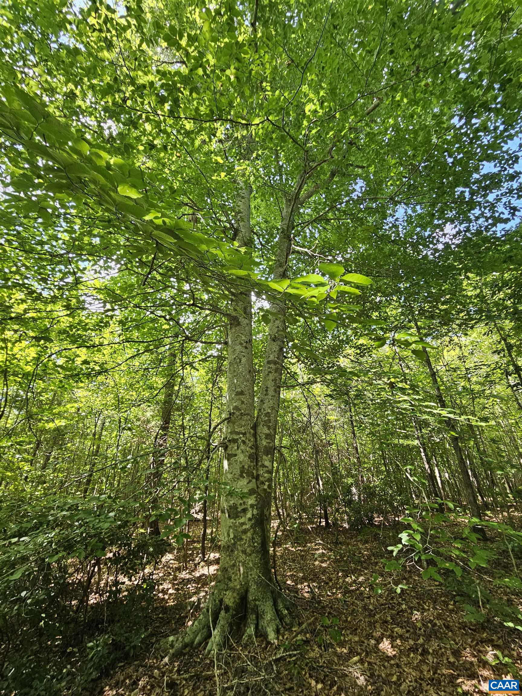 a view of a tree