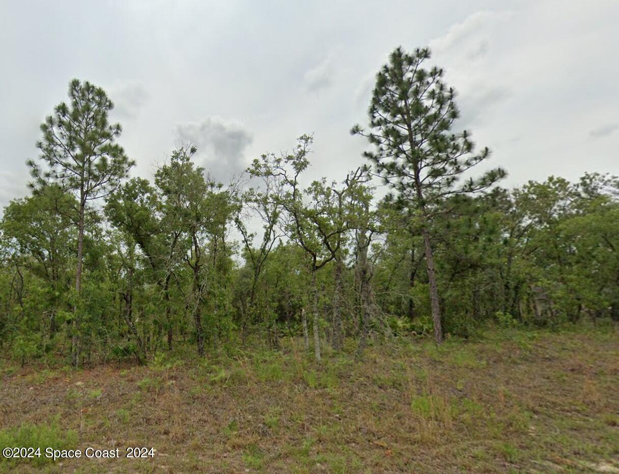 a view of a forest with trees in the background