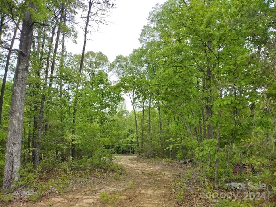 a view of a forest with trees