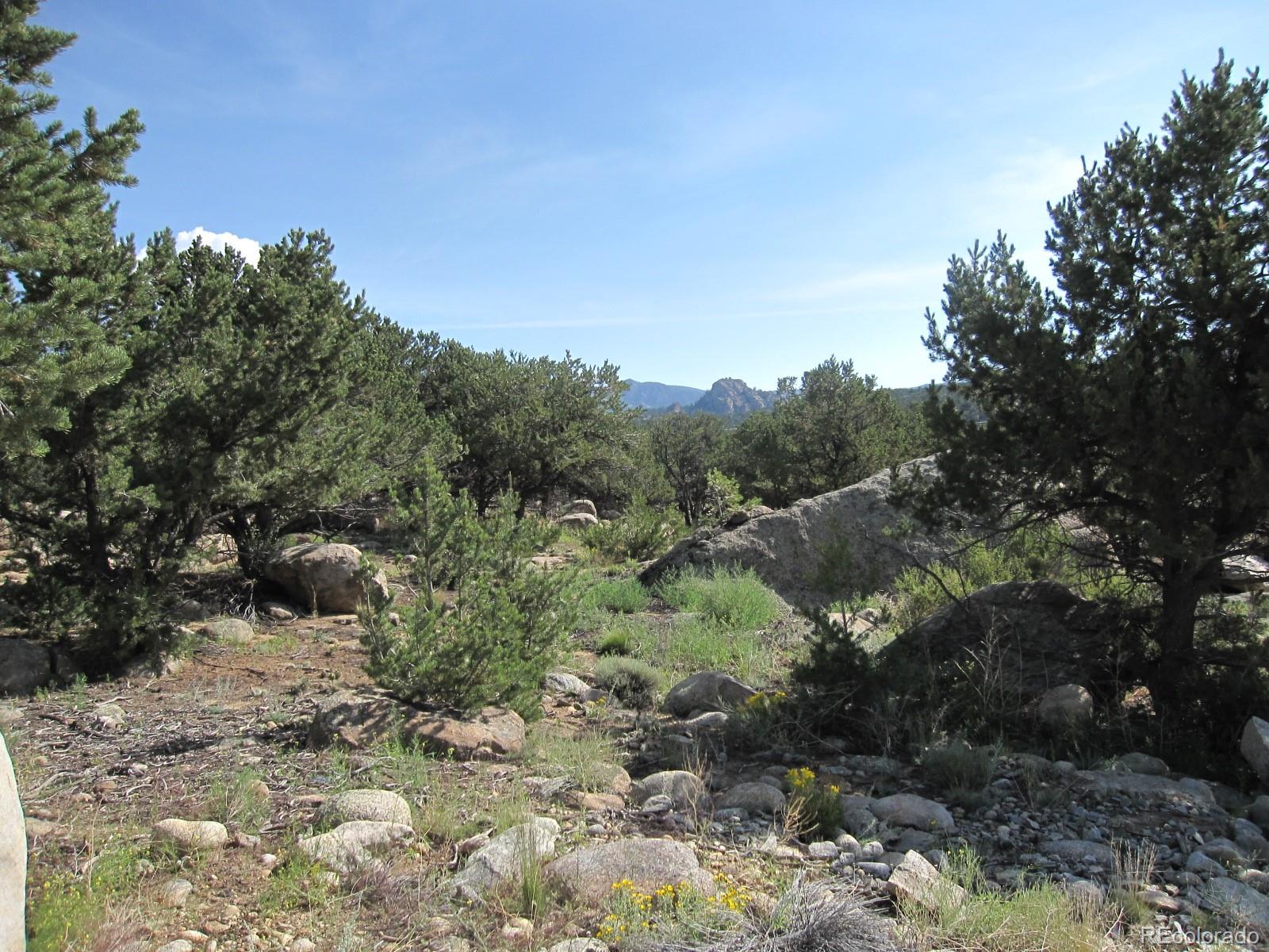 a view of a forest with a tree