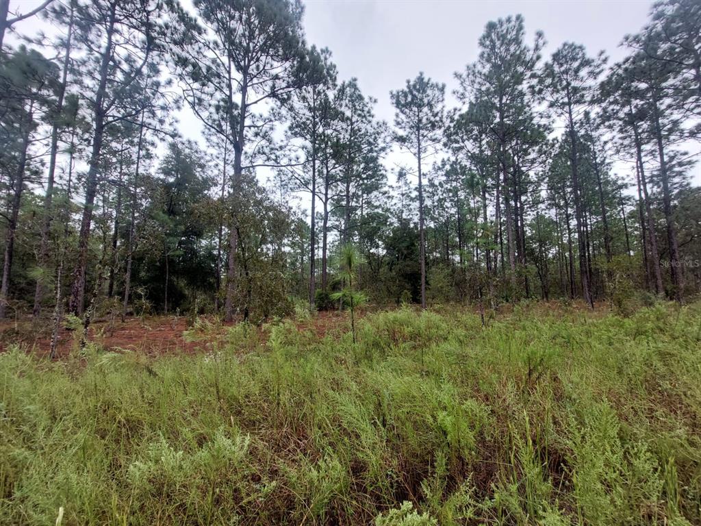 a view of a lush green forest