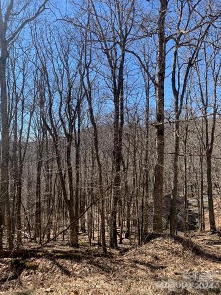 a view of a forest with trees