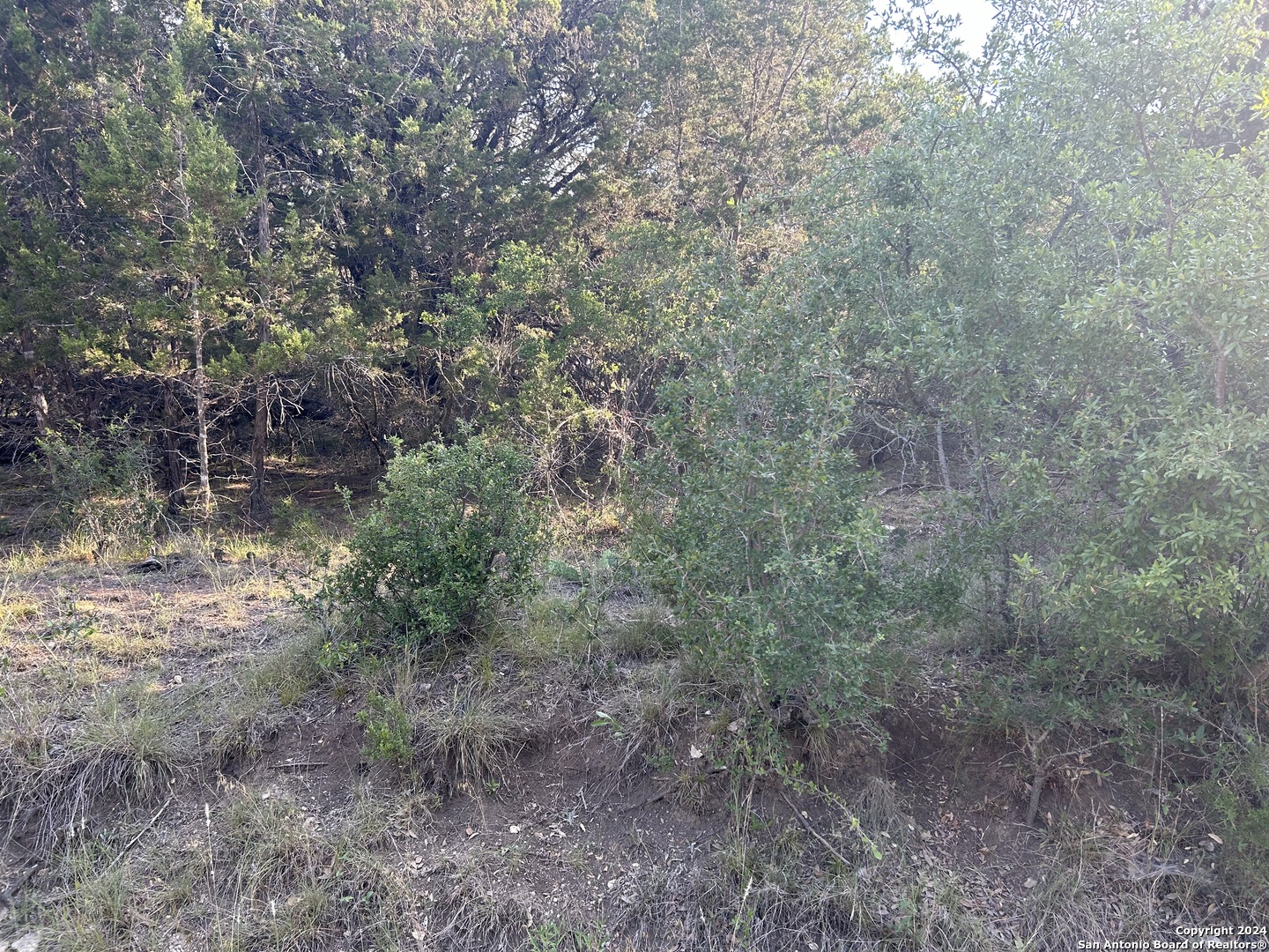 a view of a forest with trees in the background