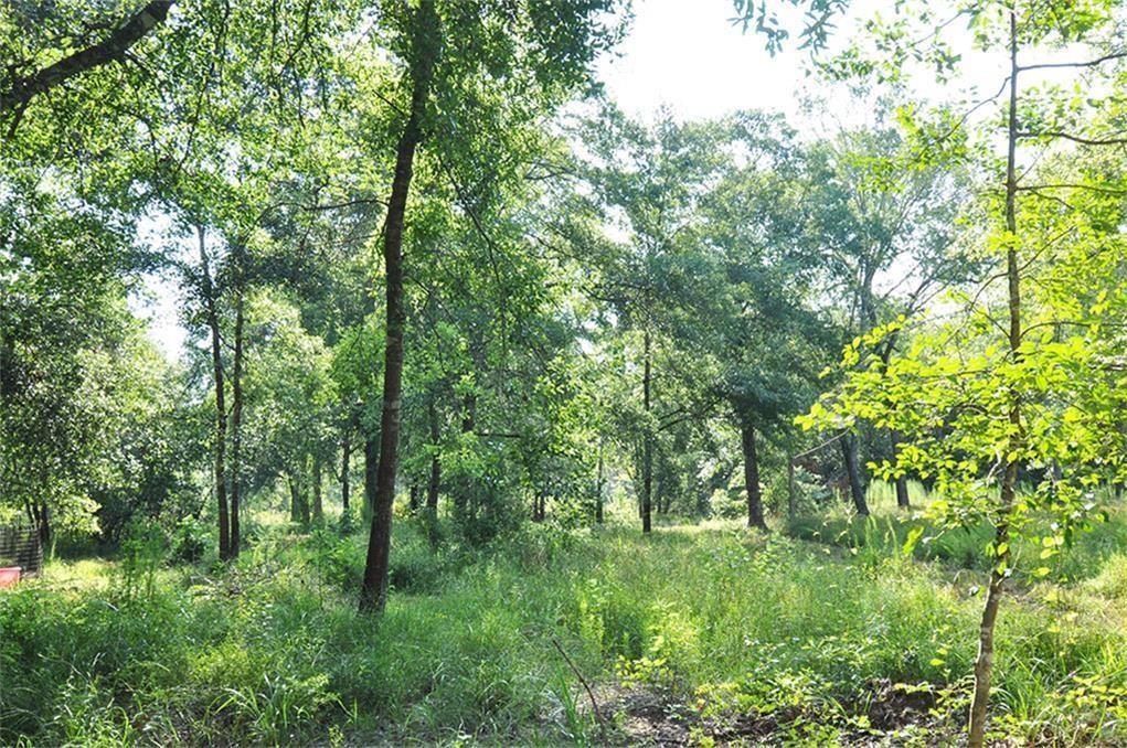 a view of a lush green forest