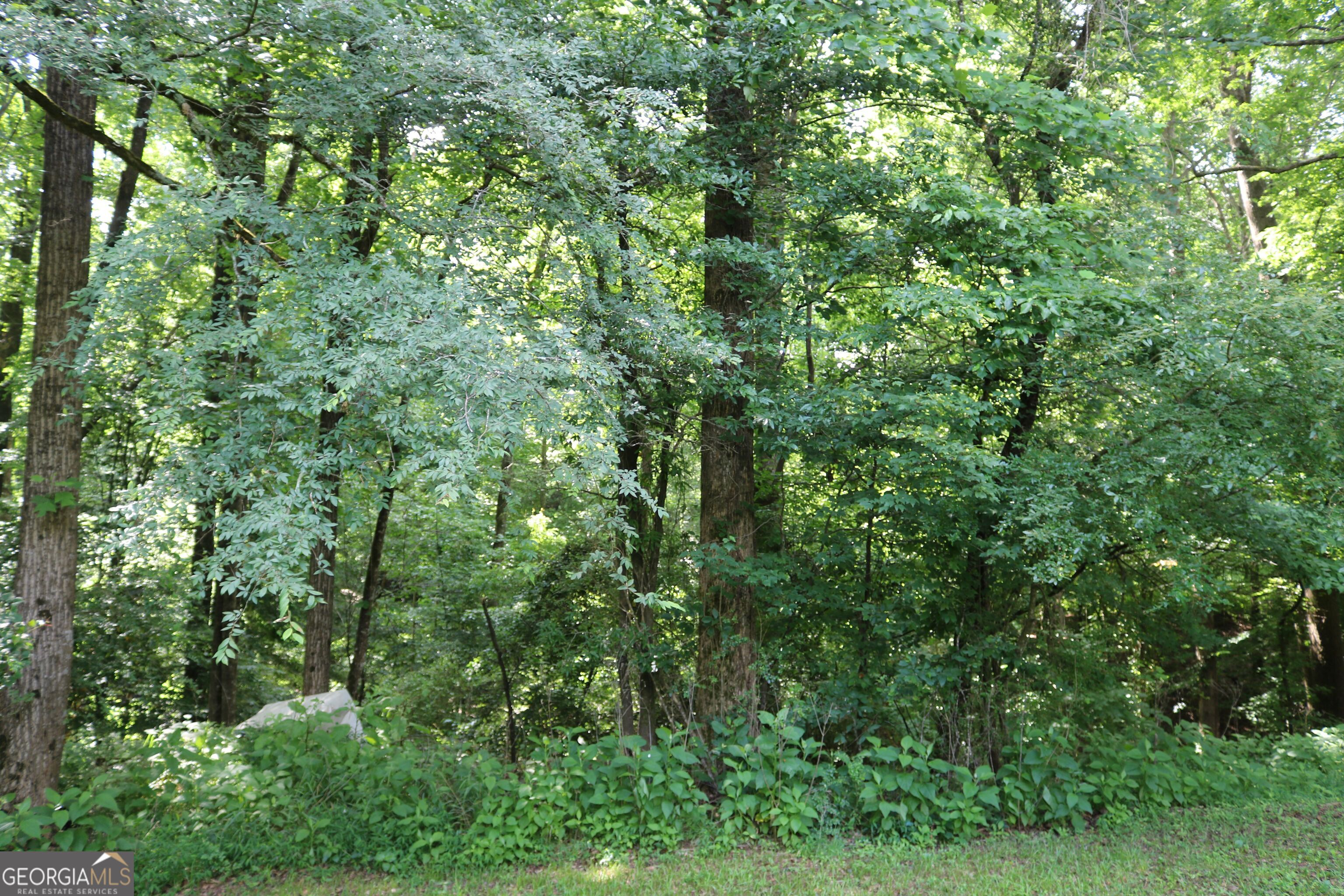 a view of a lush green forest