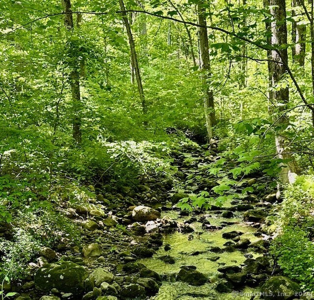 a view of a lush green forest