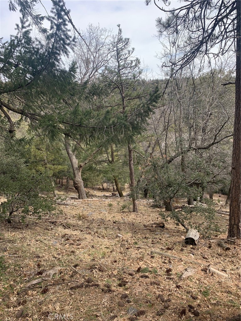 a view of a dry yard with trees