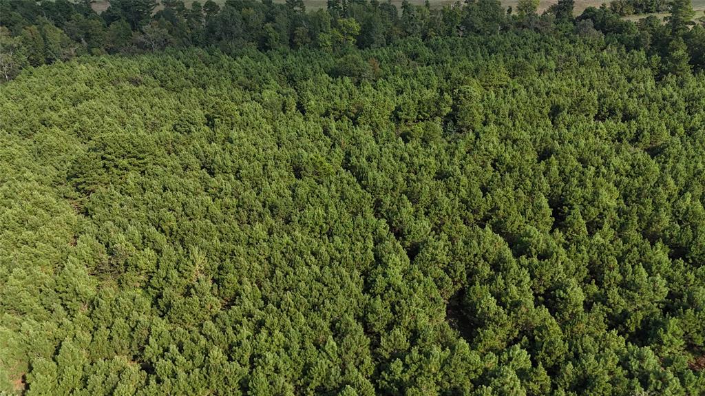 a view of a lush green forest