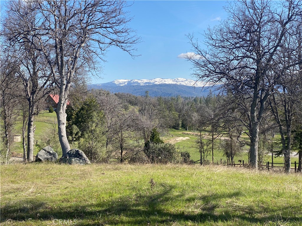 a view of a yard with a tree