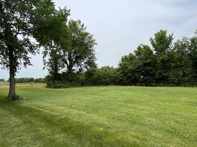 a view of field with tall trees