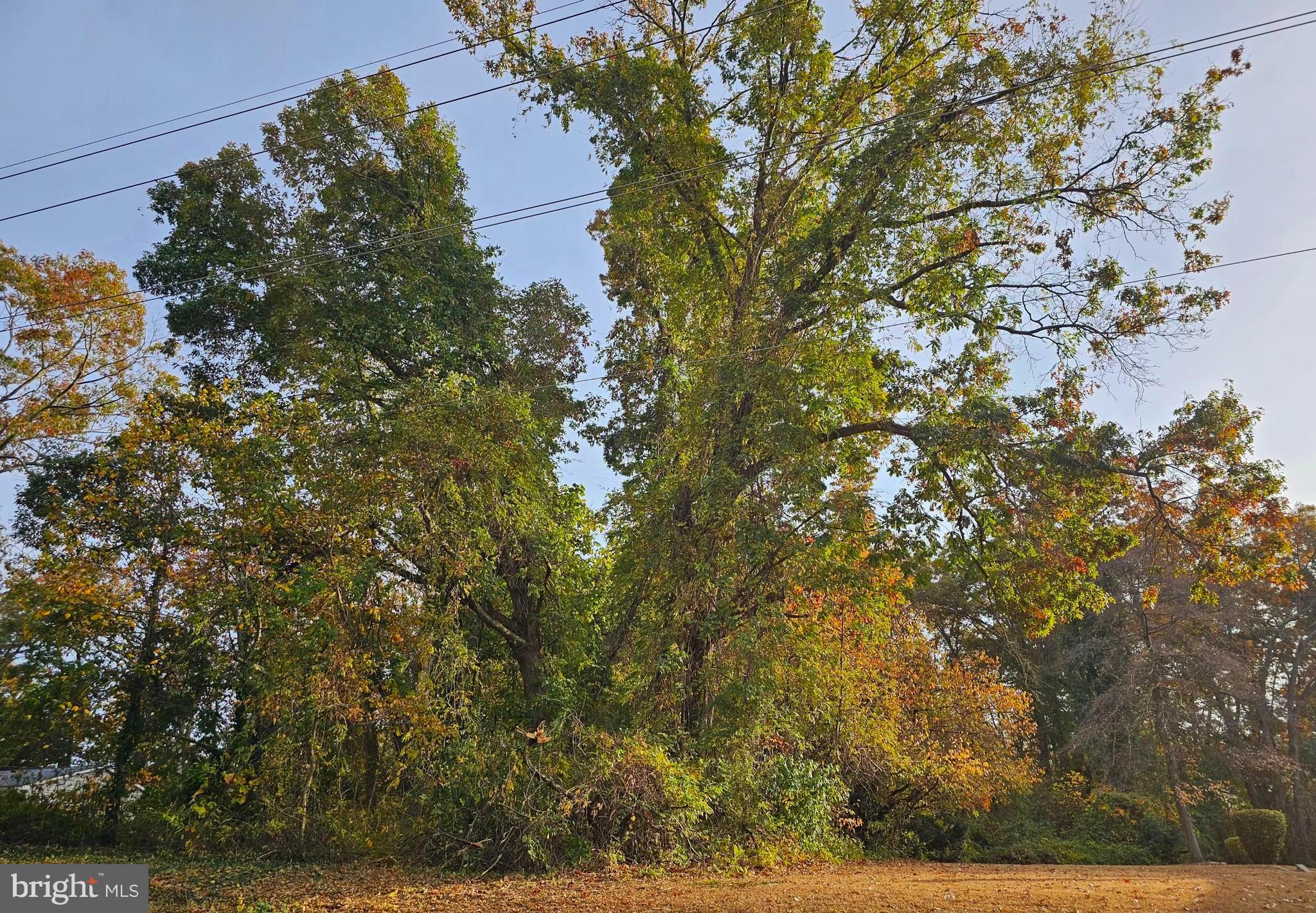 a view of a tree