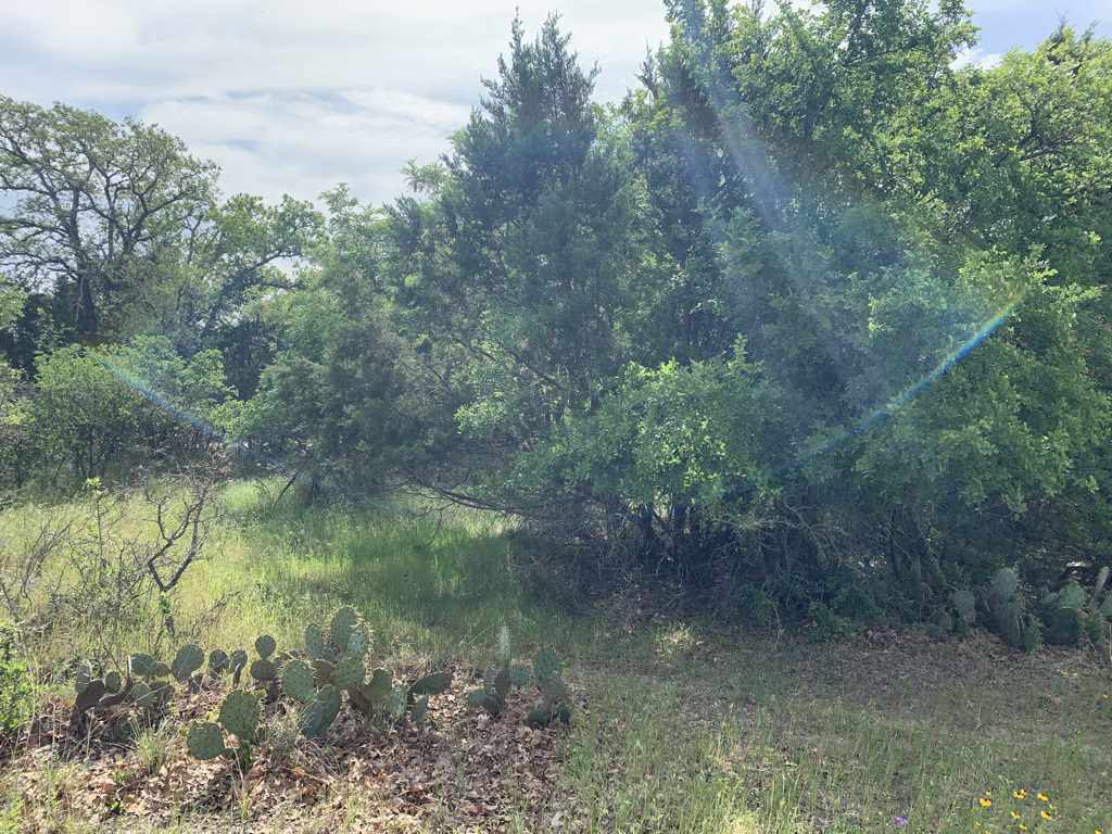 a view of a yard with a tree