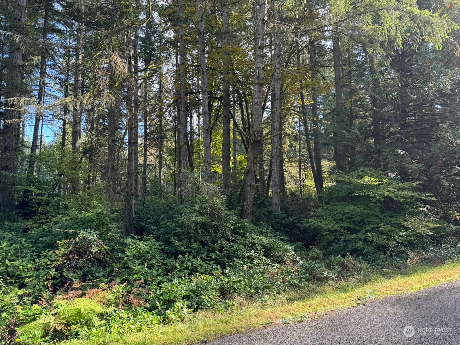 a view of outdoor space and trees