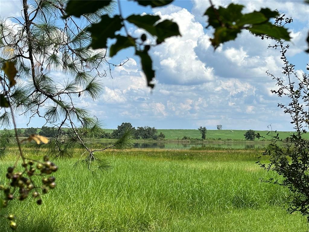 a view of a big yard with plants and large trees