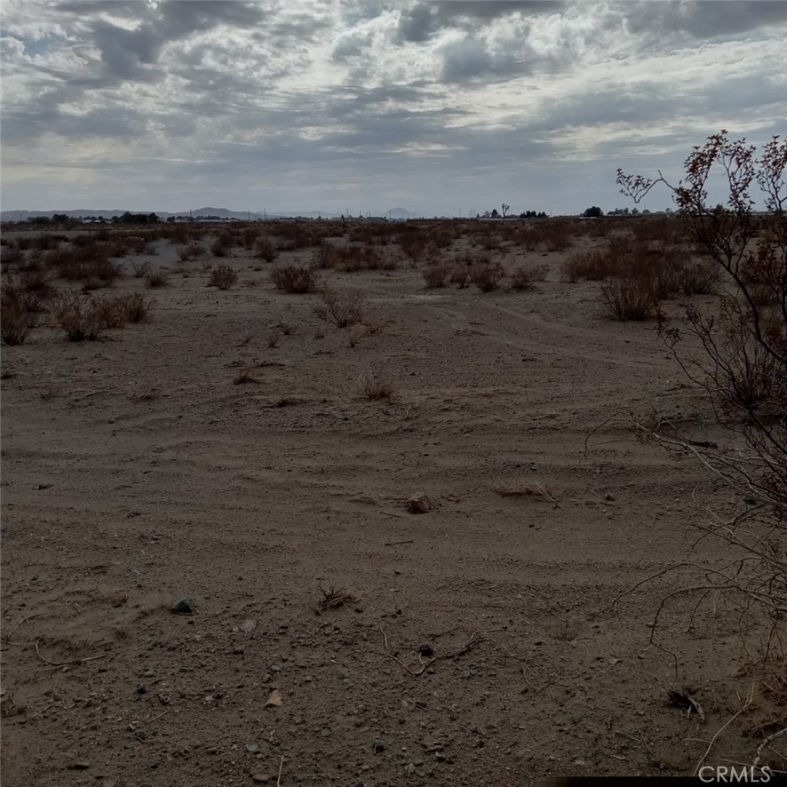 a view of a dry yard with trees