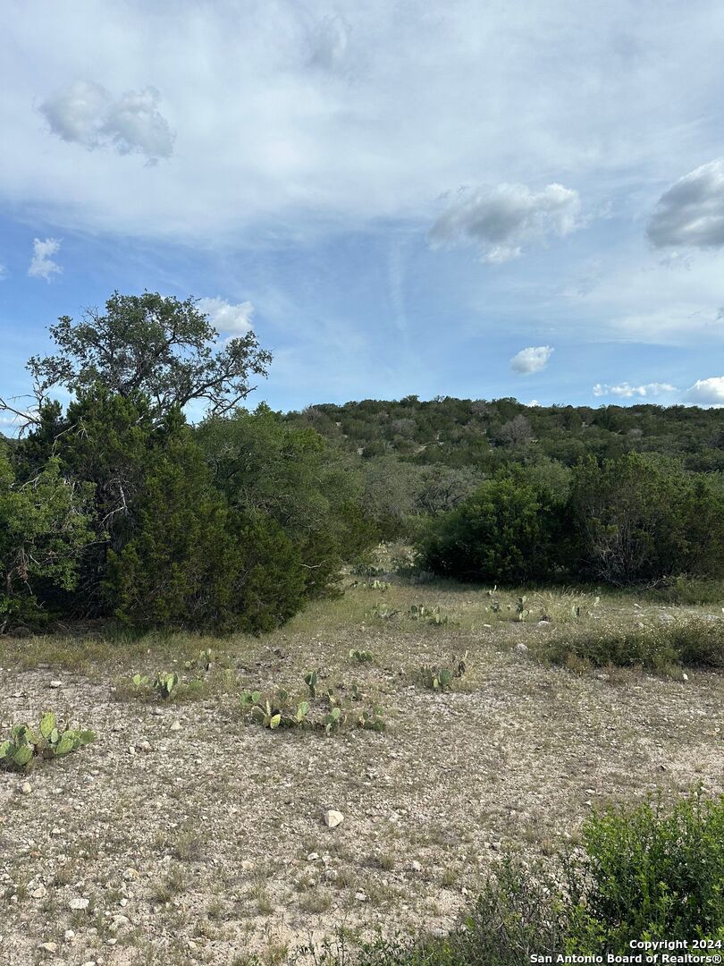 a view of a yard with an trees