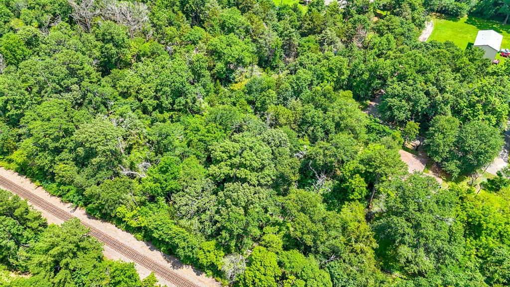 a view of a lush green forest with a tree