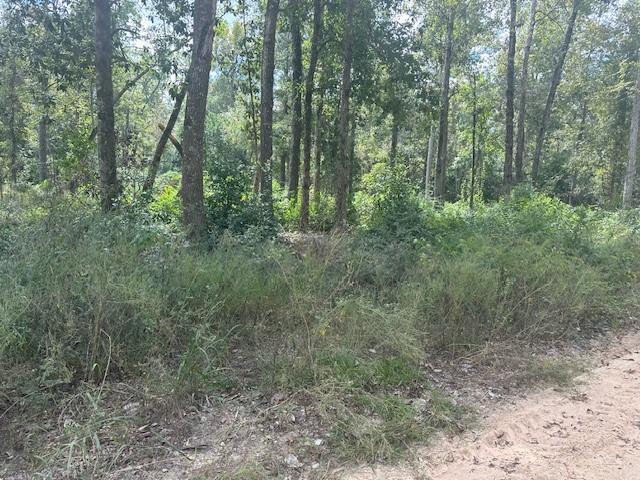 a view of a forest with trees in the background