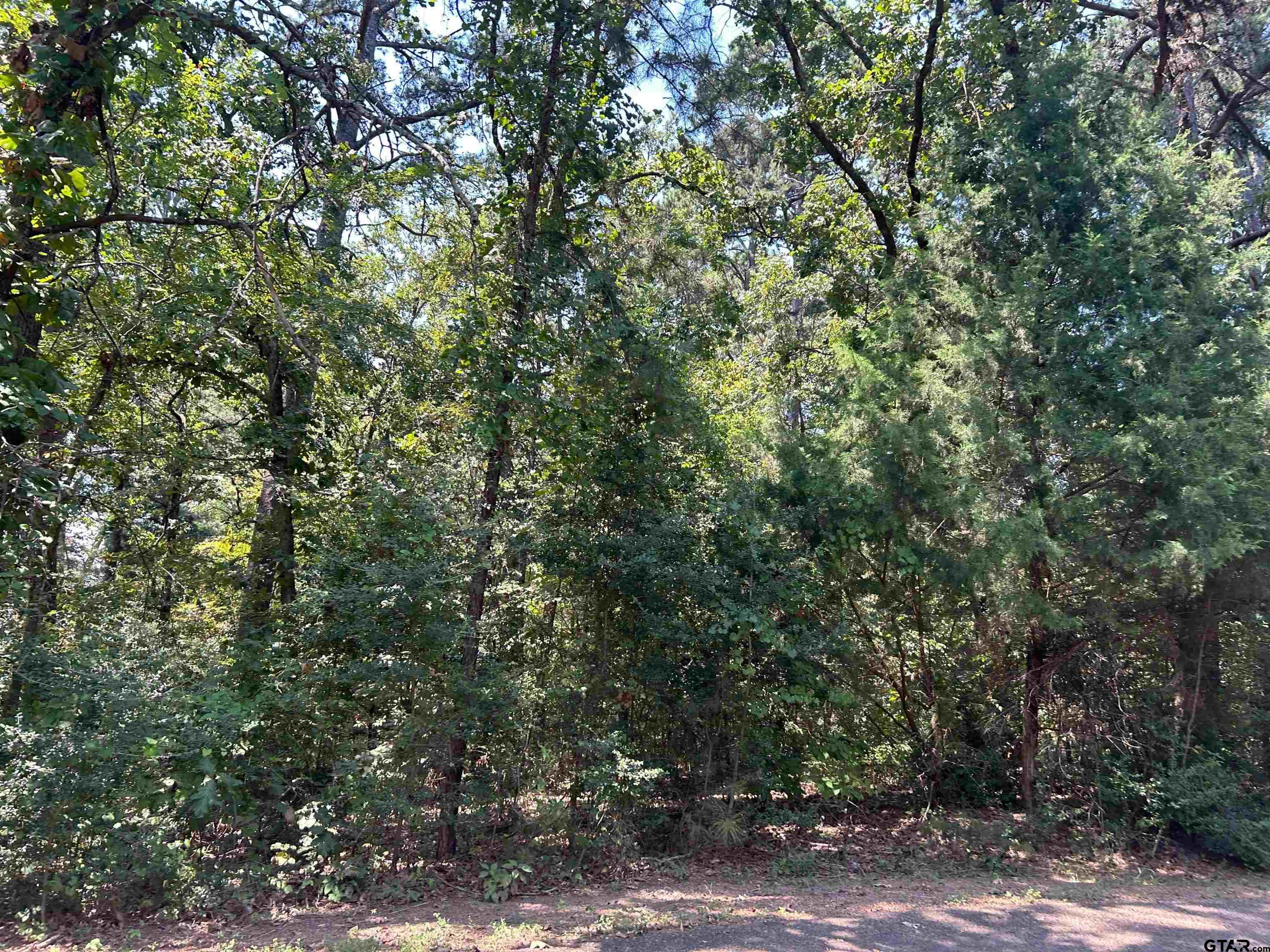 a view of a yard with plants and trees