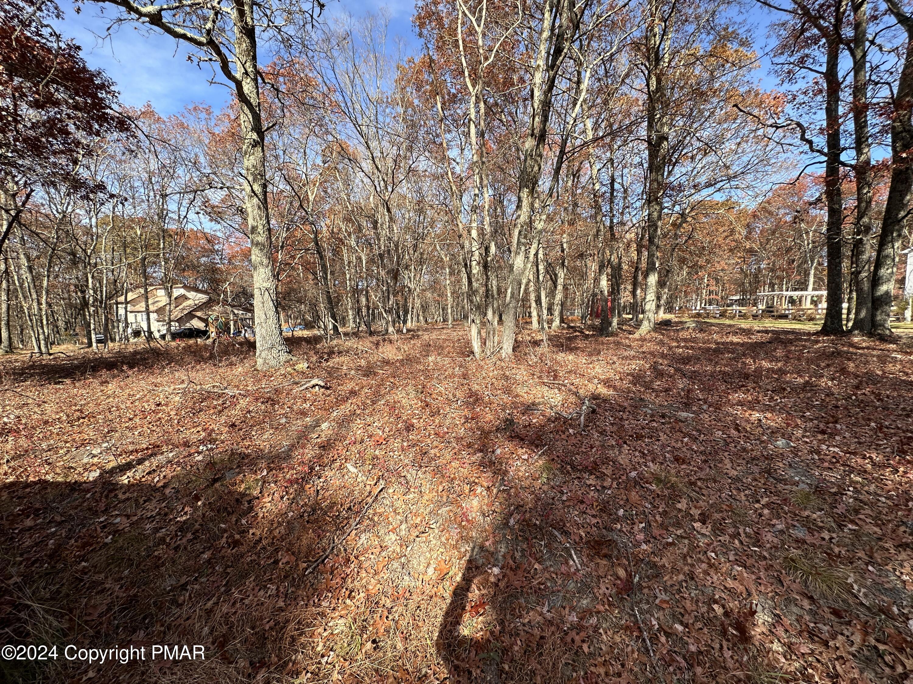 a view of dirt yard with a large tree