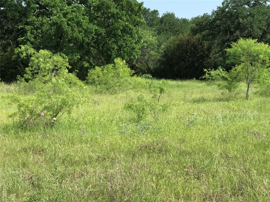 a view of plants and large trees