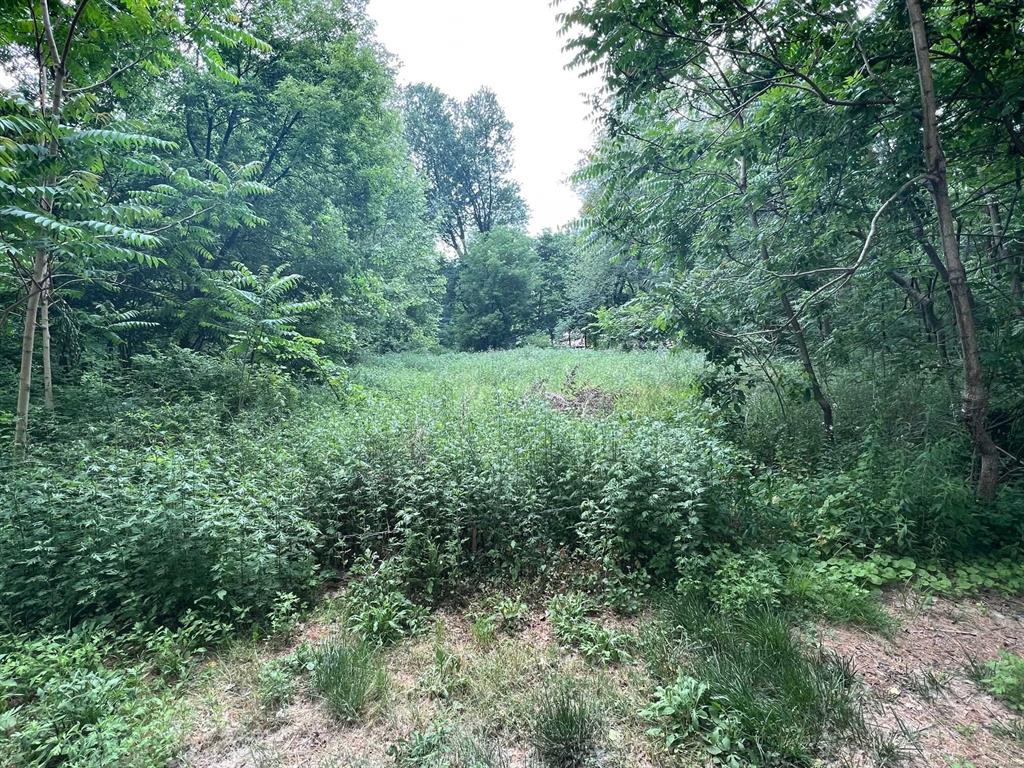 a view of a lush green forest