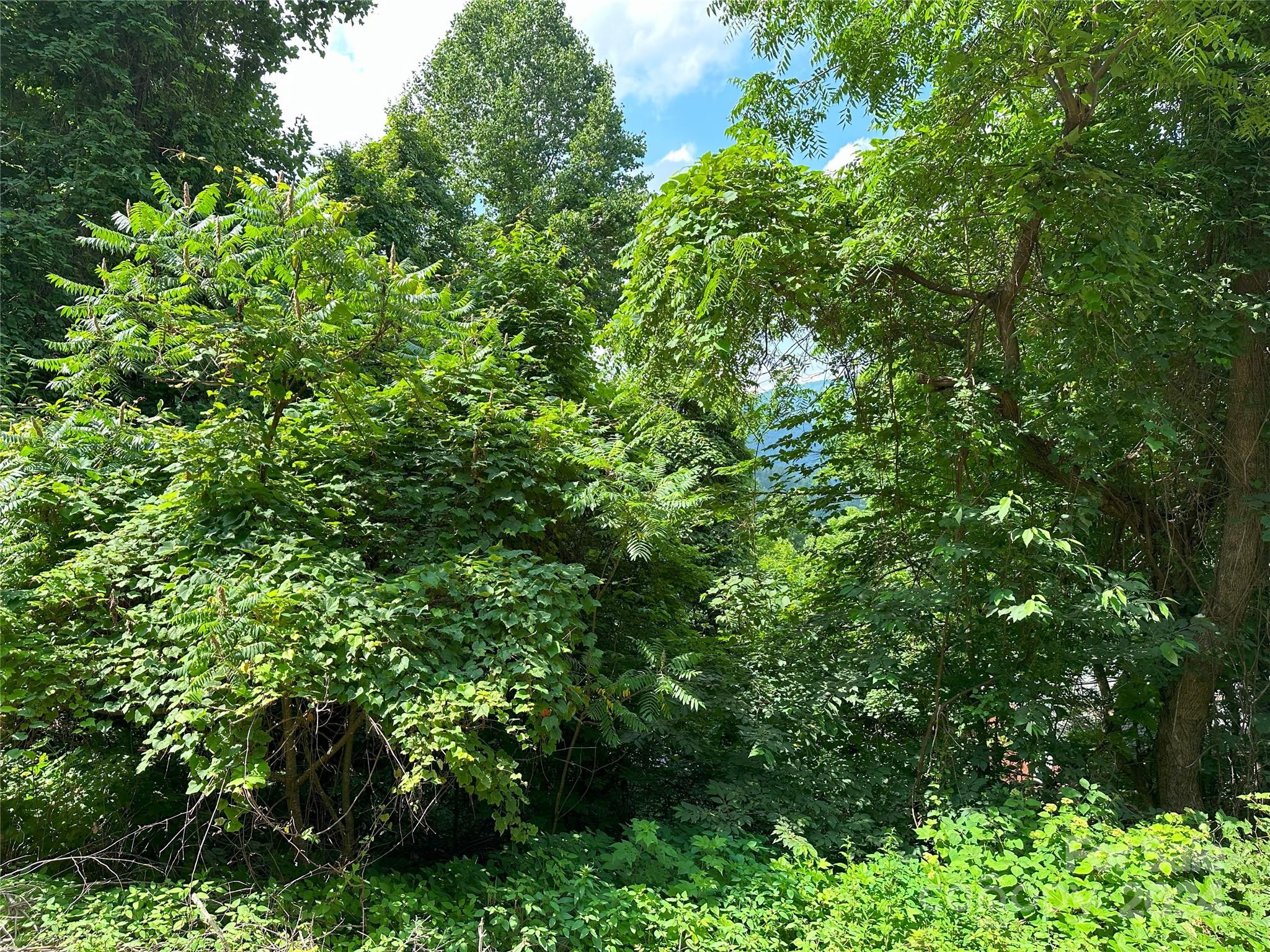 a view of a lush green forest