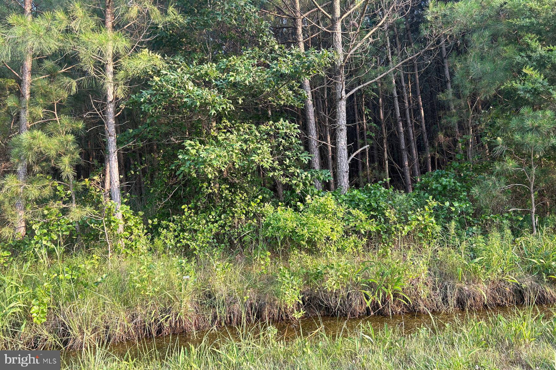 a view of forest