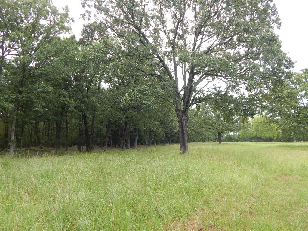 a view of outdoor space with a garden and trees