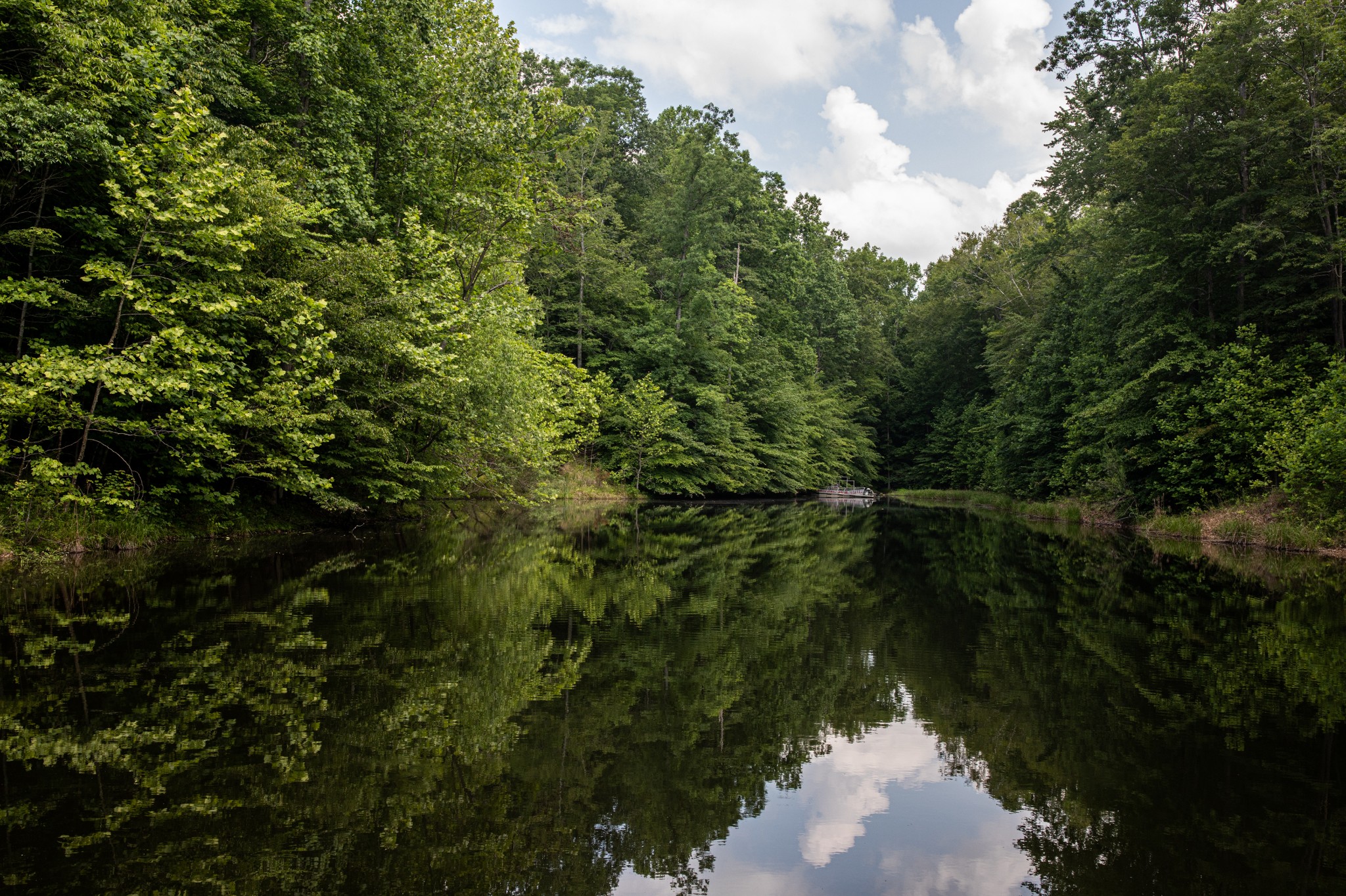 a view of a lake from a forest