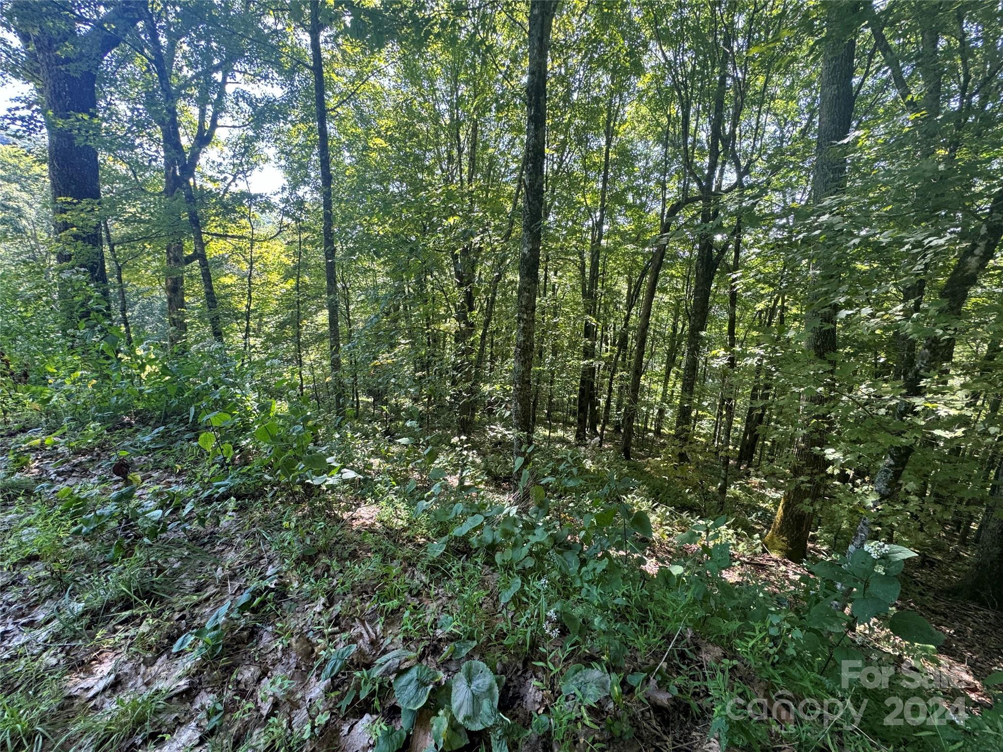 a view of a lush green forest