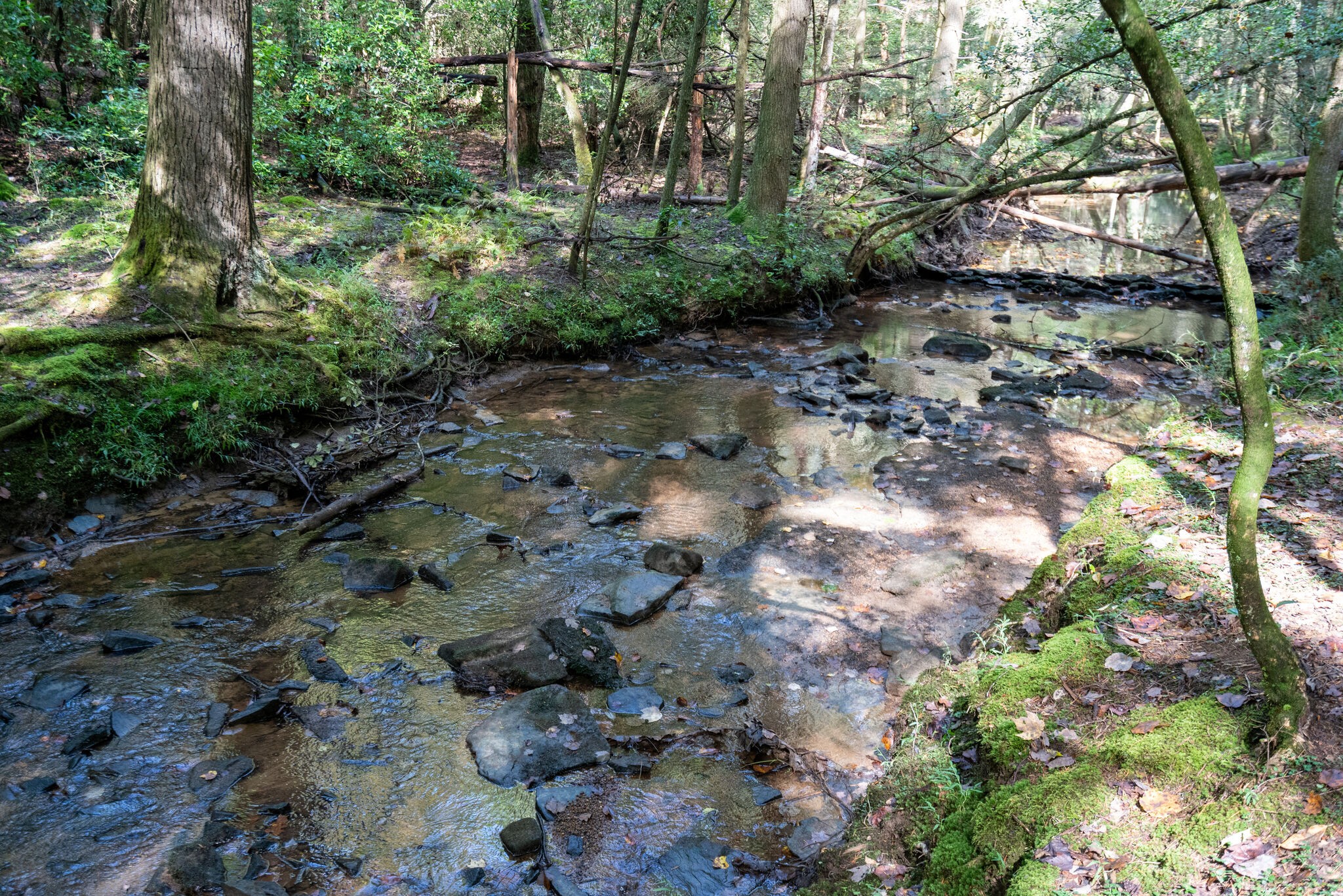 This property backs up to the creek