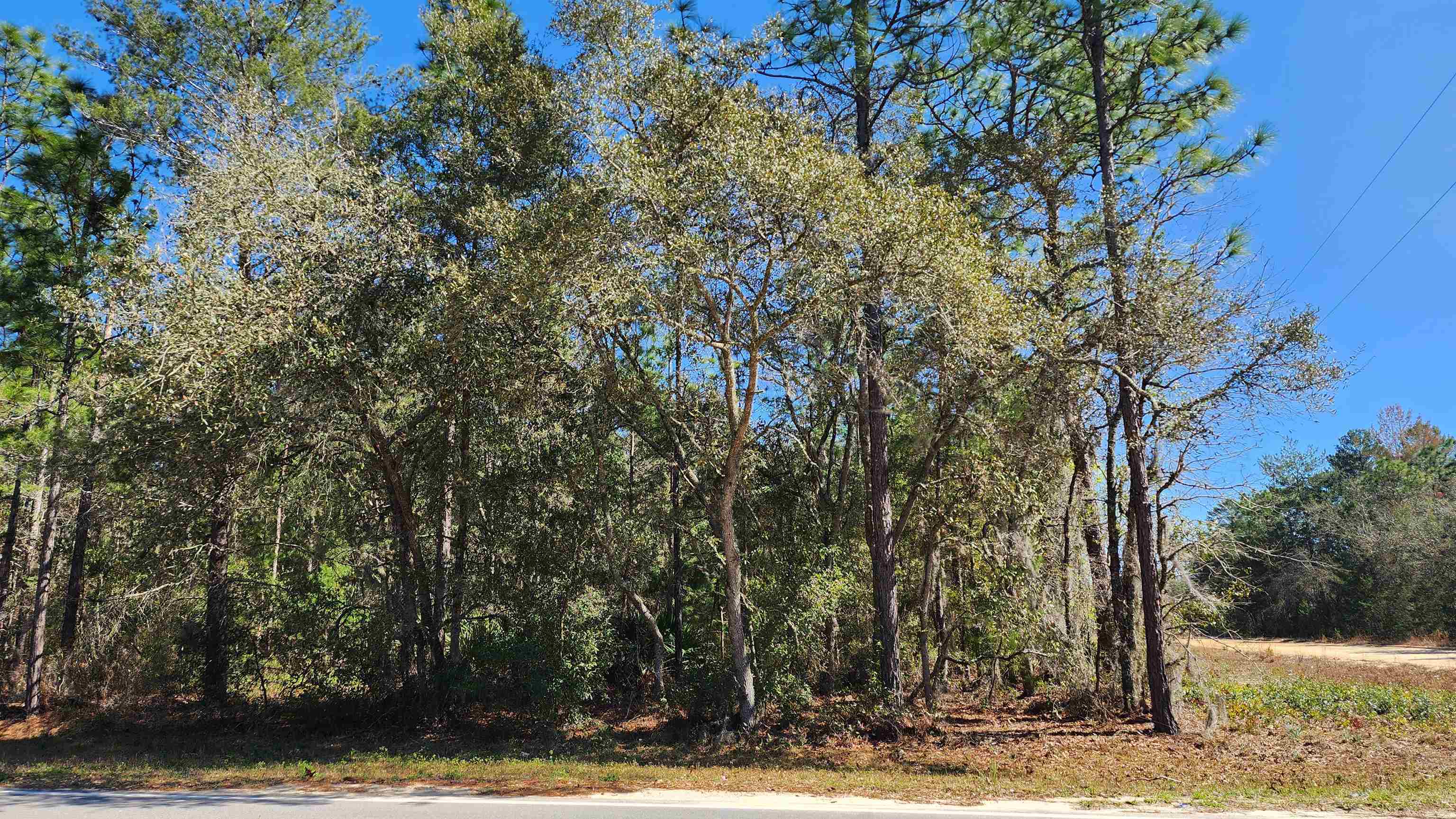 a view of a backyard with large trees