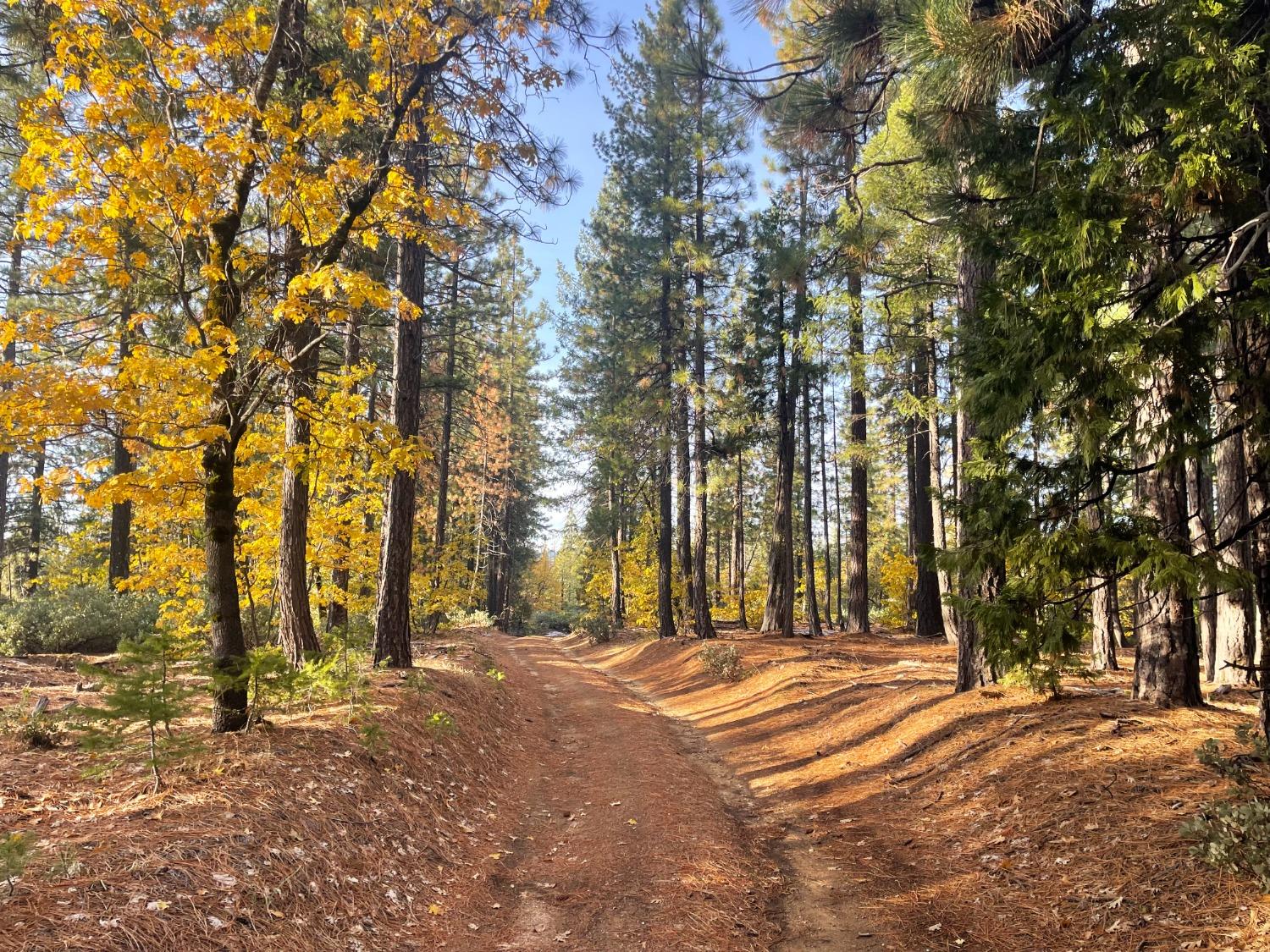 a view of outdoor space with trees