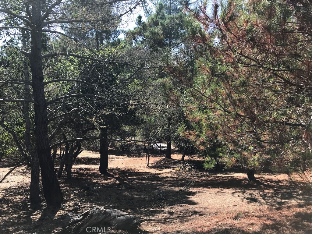 a view of a forest with trees