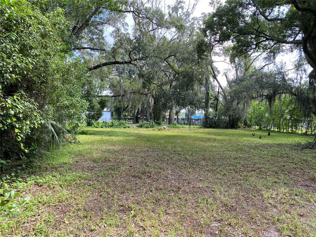 a view of a park with large trees