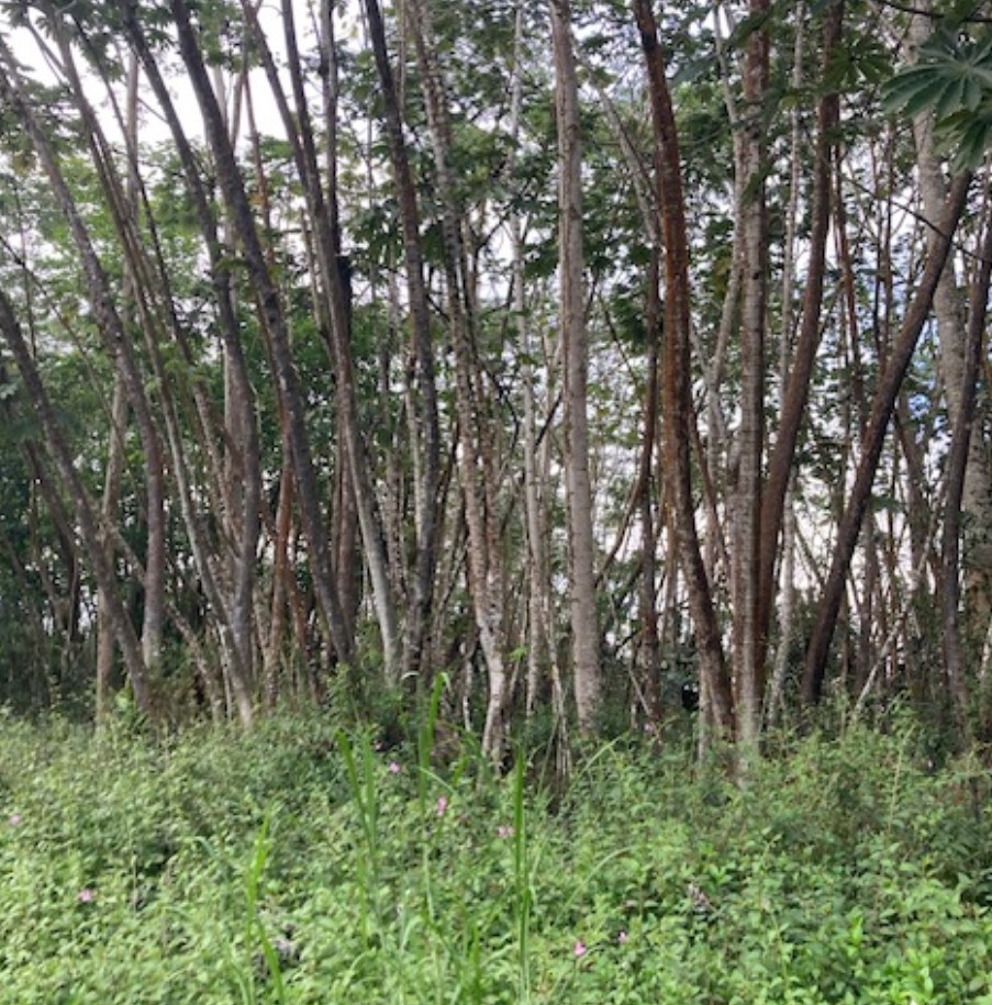 a view of lots of trees