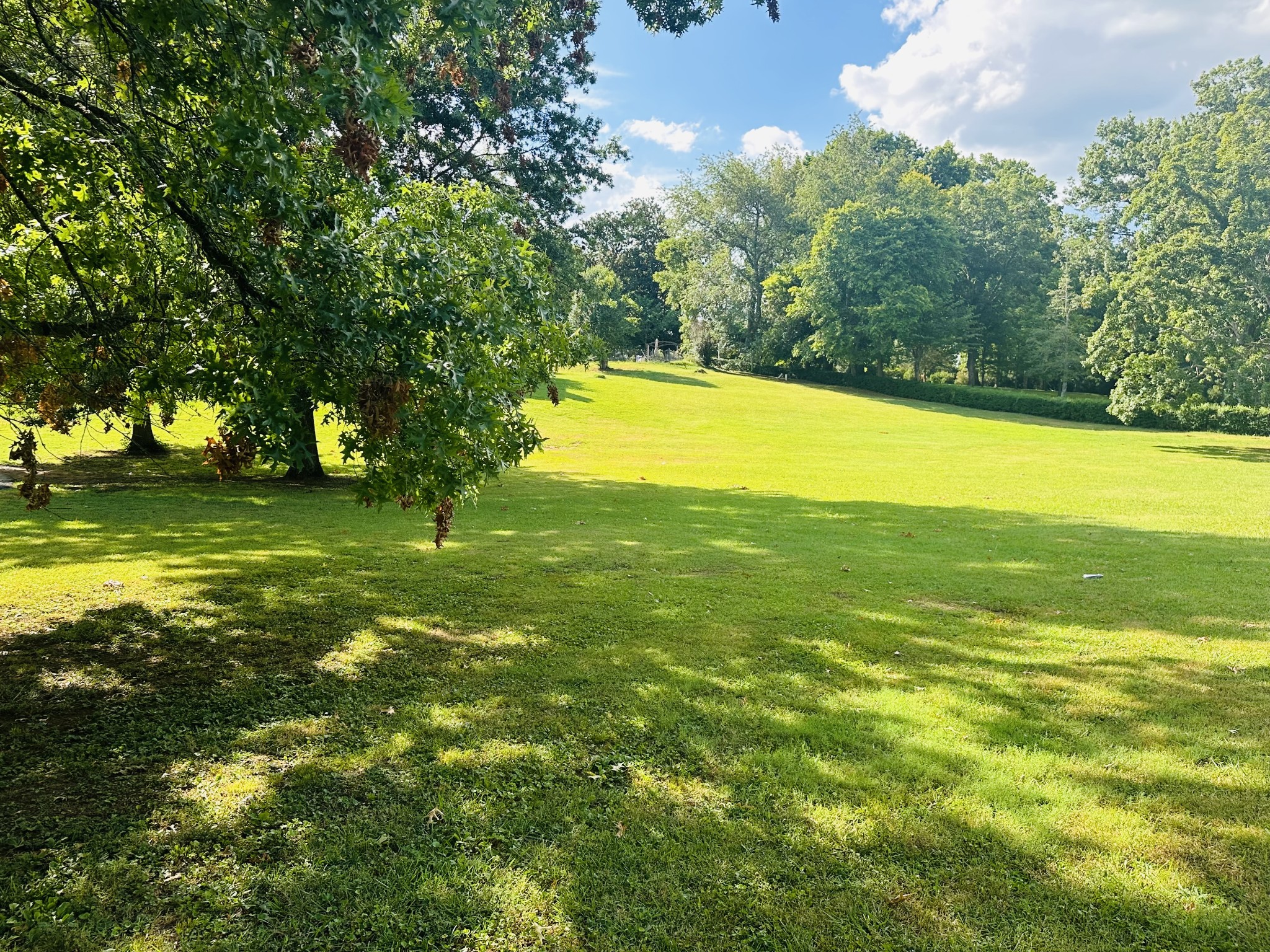 a view of a large yard with large trees