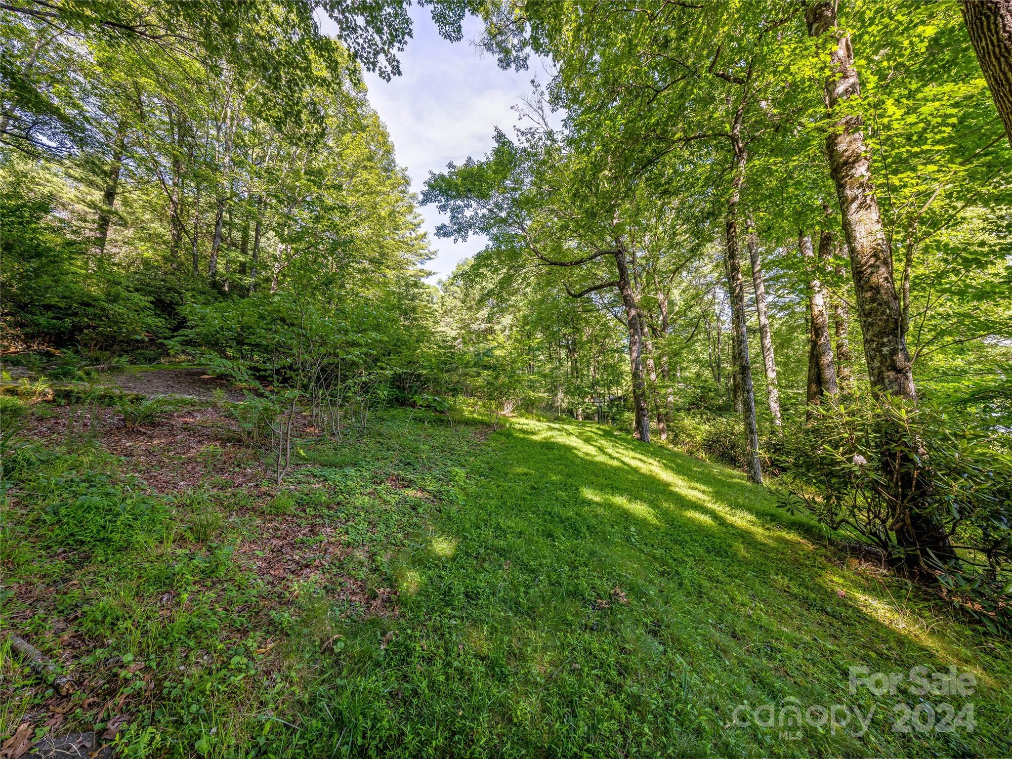 a view of a lush green forest