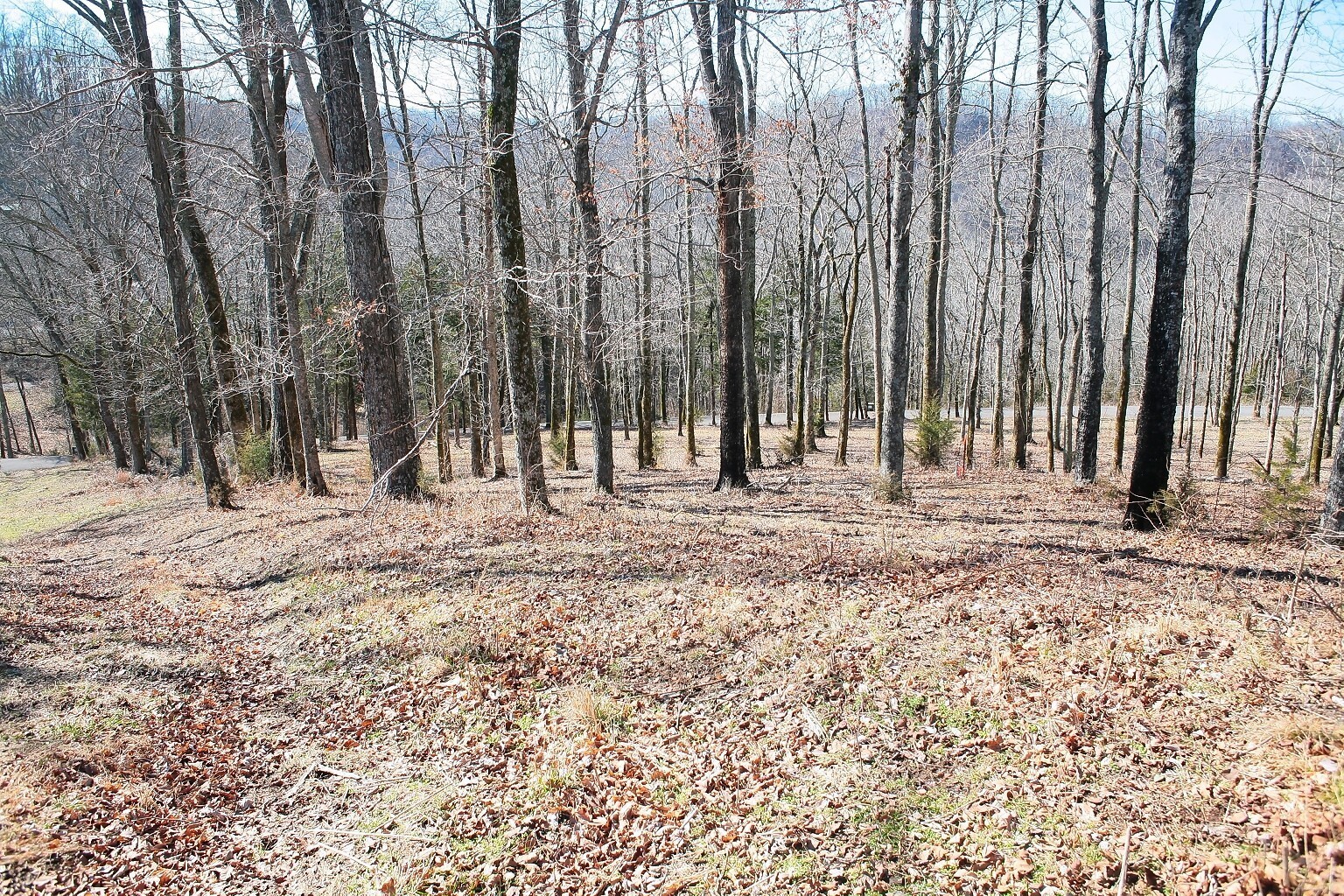 a view of large trees with trees