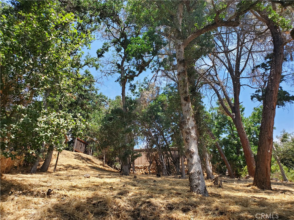 a view of a yard with trees