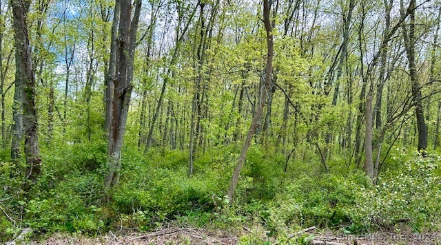 a view of a lush green forest