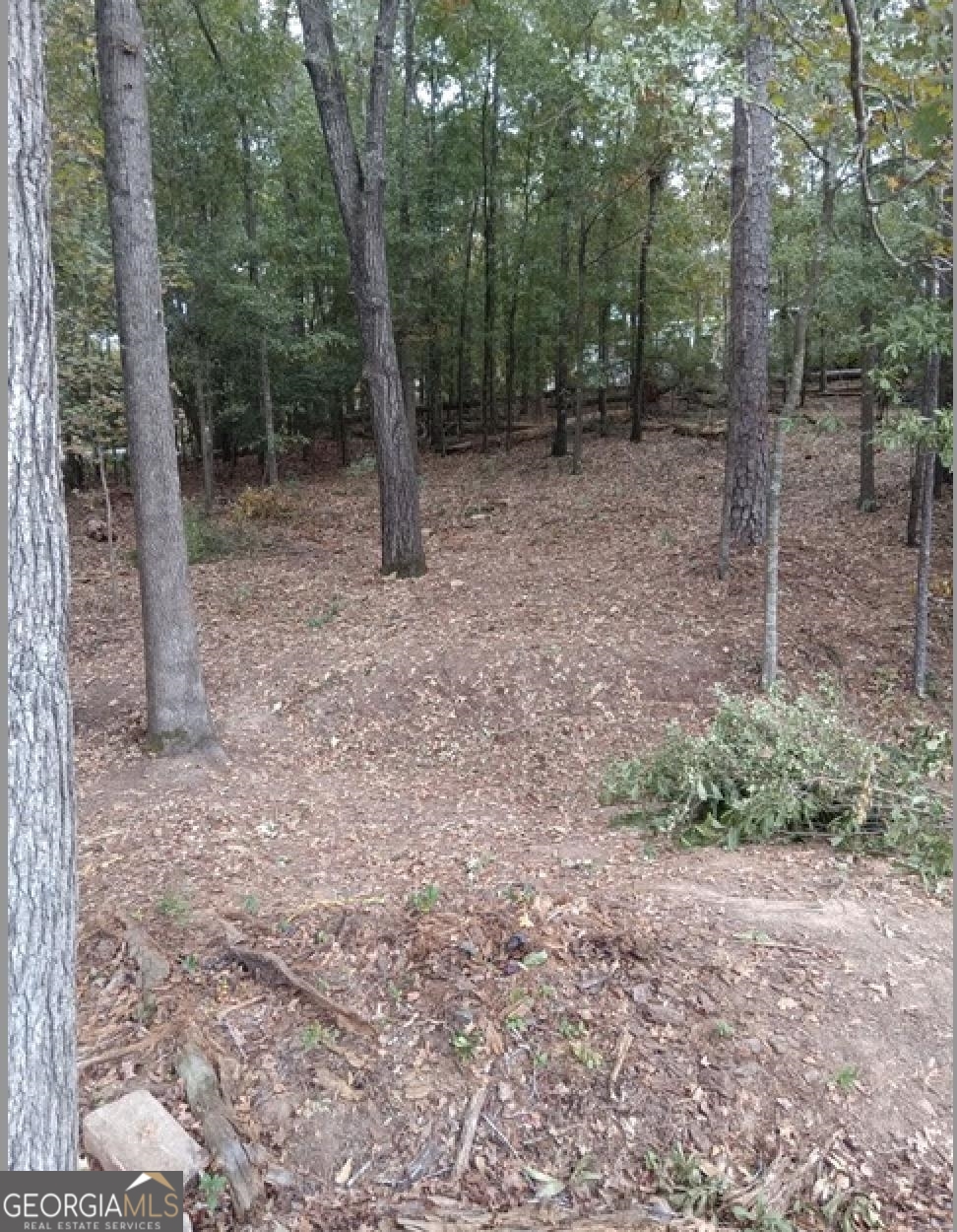 a view of a forest with trees in the background