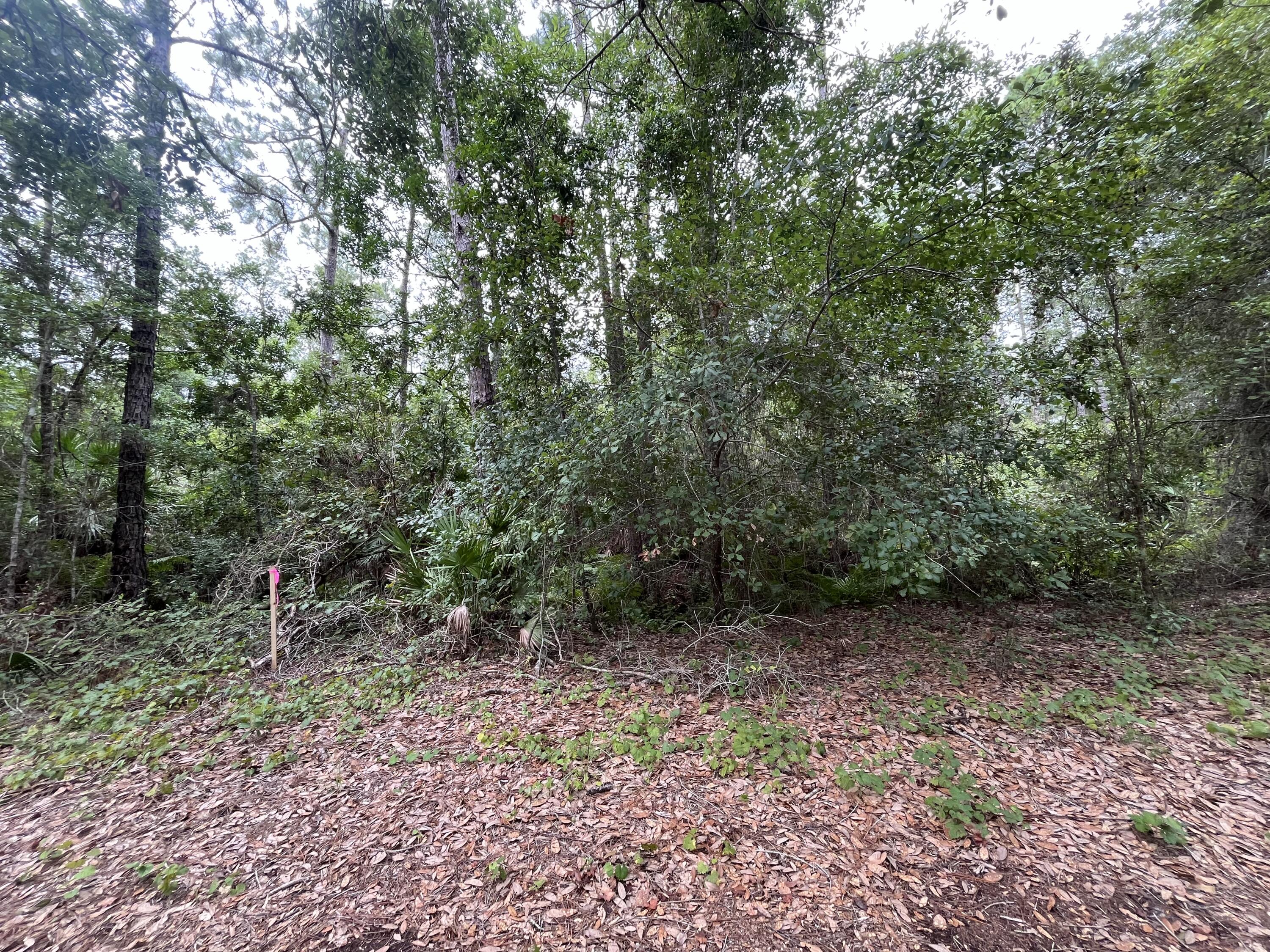 a view of a forest with trees in the background