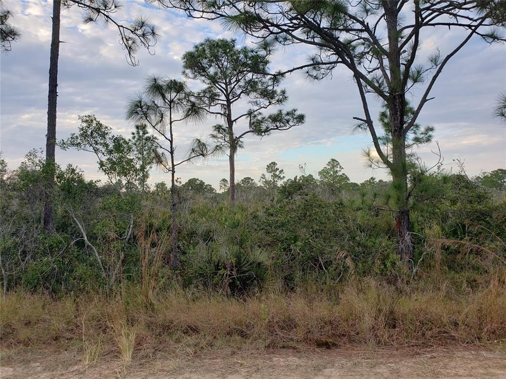 a view of a dry yard with trees